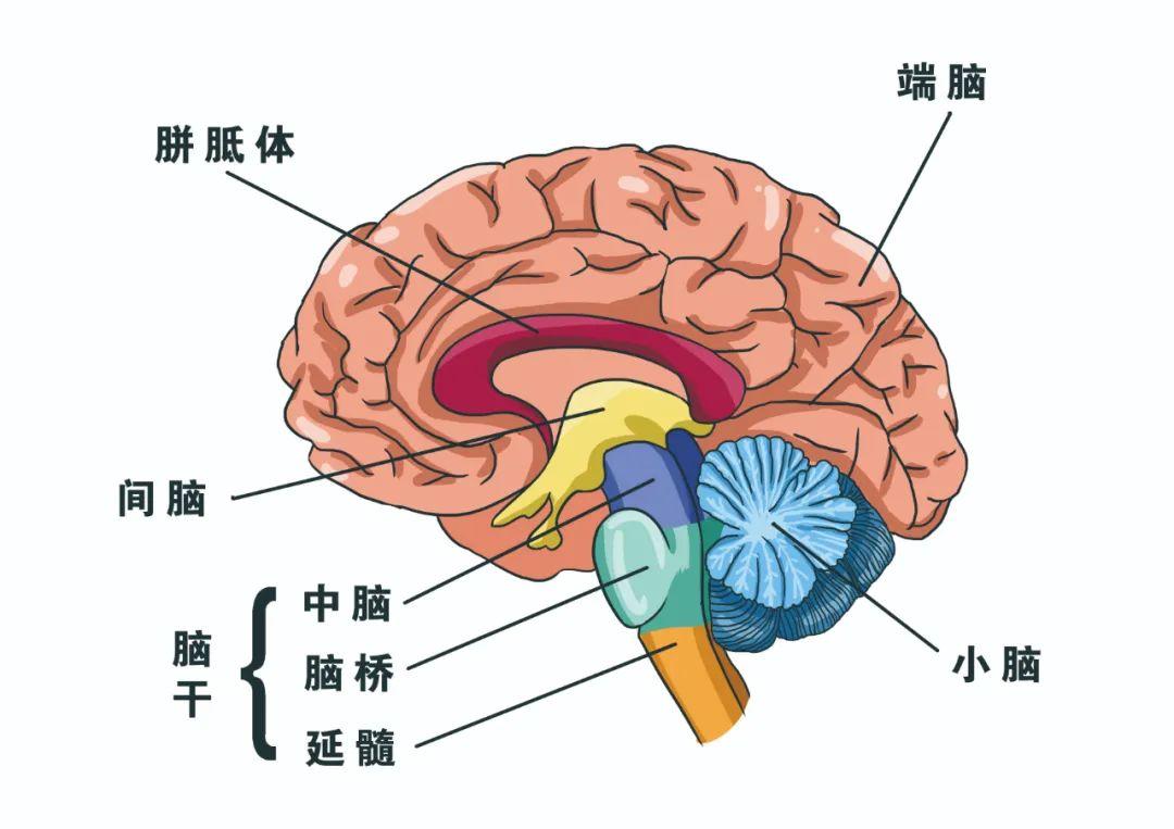 间脑结构图及功能图片