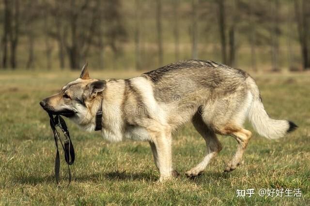 破防!“狼青犬”是日本军队的遗孤?可为何这么多人饲养它? - 知乎