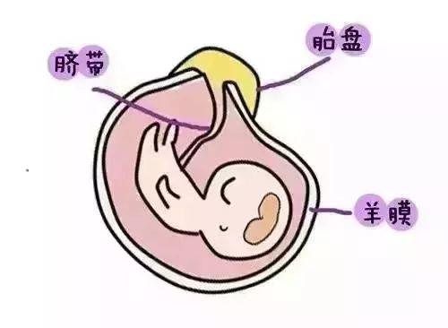双胞胎是怎么形成的?终于弄明白了 - 知乎