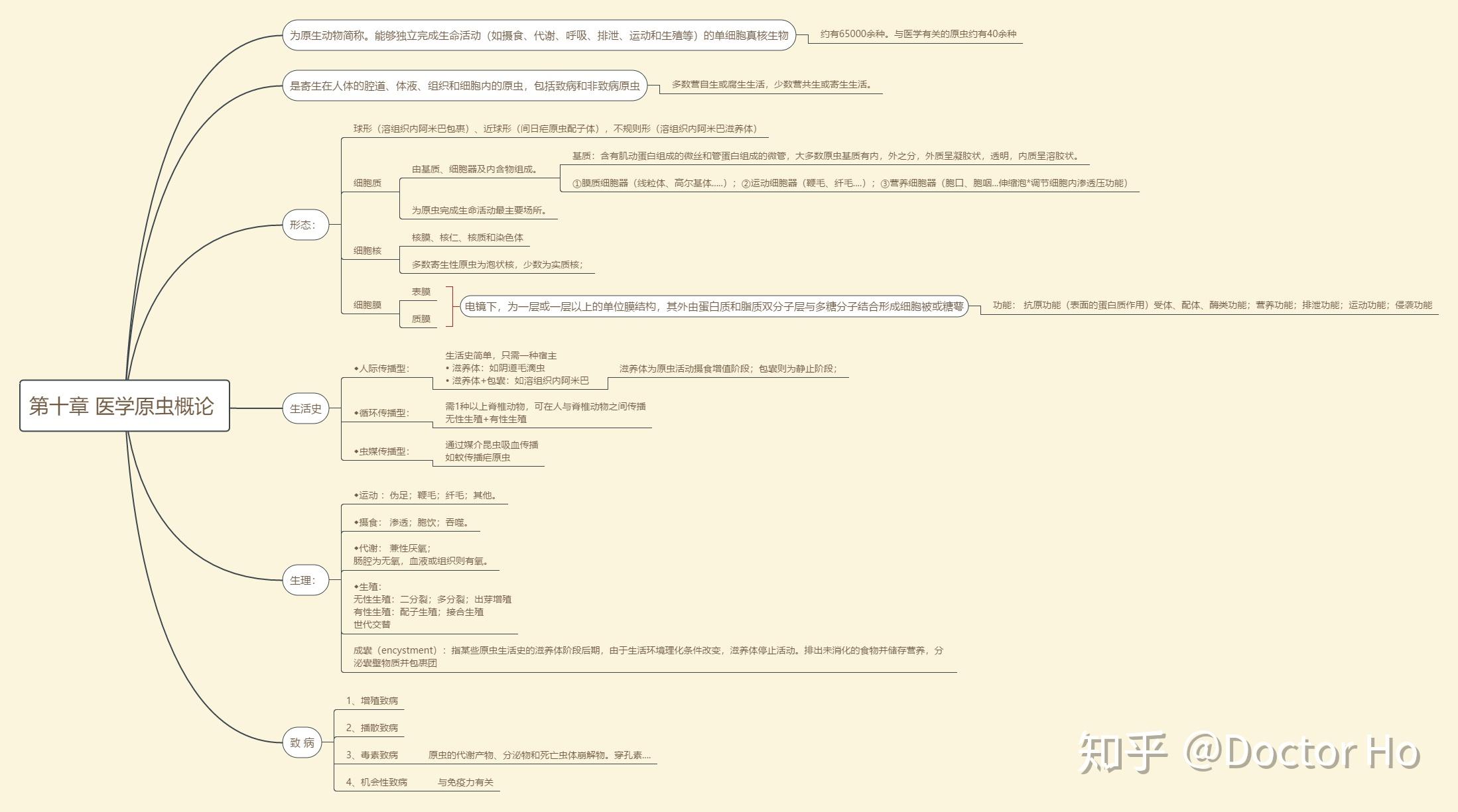 曼氏迭宫绦虫思维导图图片