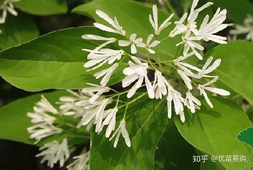 这个小众的花卉花开如雪 芳香四溢 你见过吗 知乎