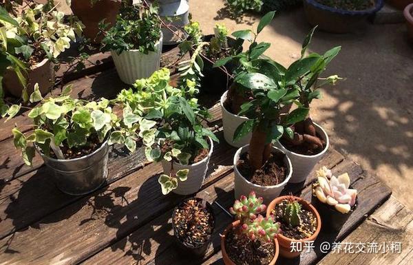 室内观赏植物养护大全 室内观赏植物品种图片 室内植物300种图片名称