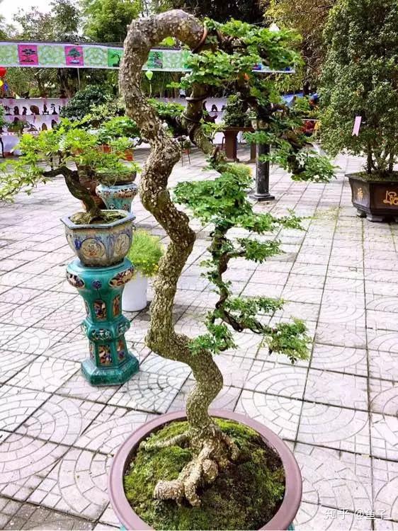 云南特色树种清香木盆景的鉴赏与制作养护