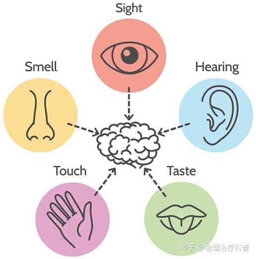 感觉运动控制（Sensorimotor Control） 知乎