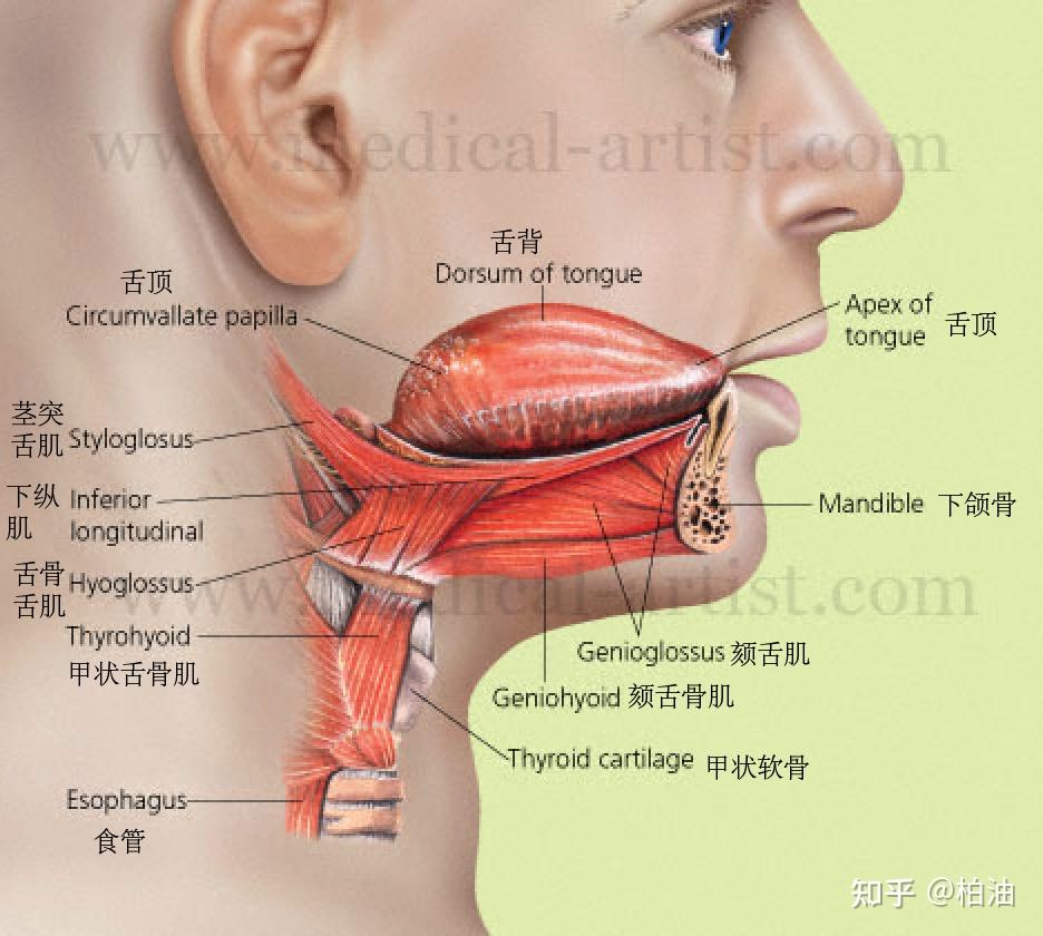 舌的位置和头颈部,颞下颌关节之间互相影响,相对来说,头颈部姿势是