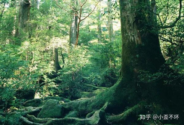 圆盘豆盛产于加蓬的热带雨林地区,那里常年累月雨旱季交替,狂风暴雨