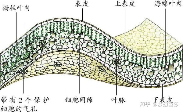 茎和根的各种次生组织的形成过程,常绿树的叶子总是绿色的 - 知乎