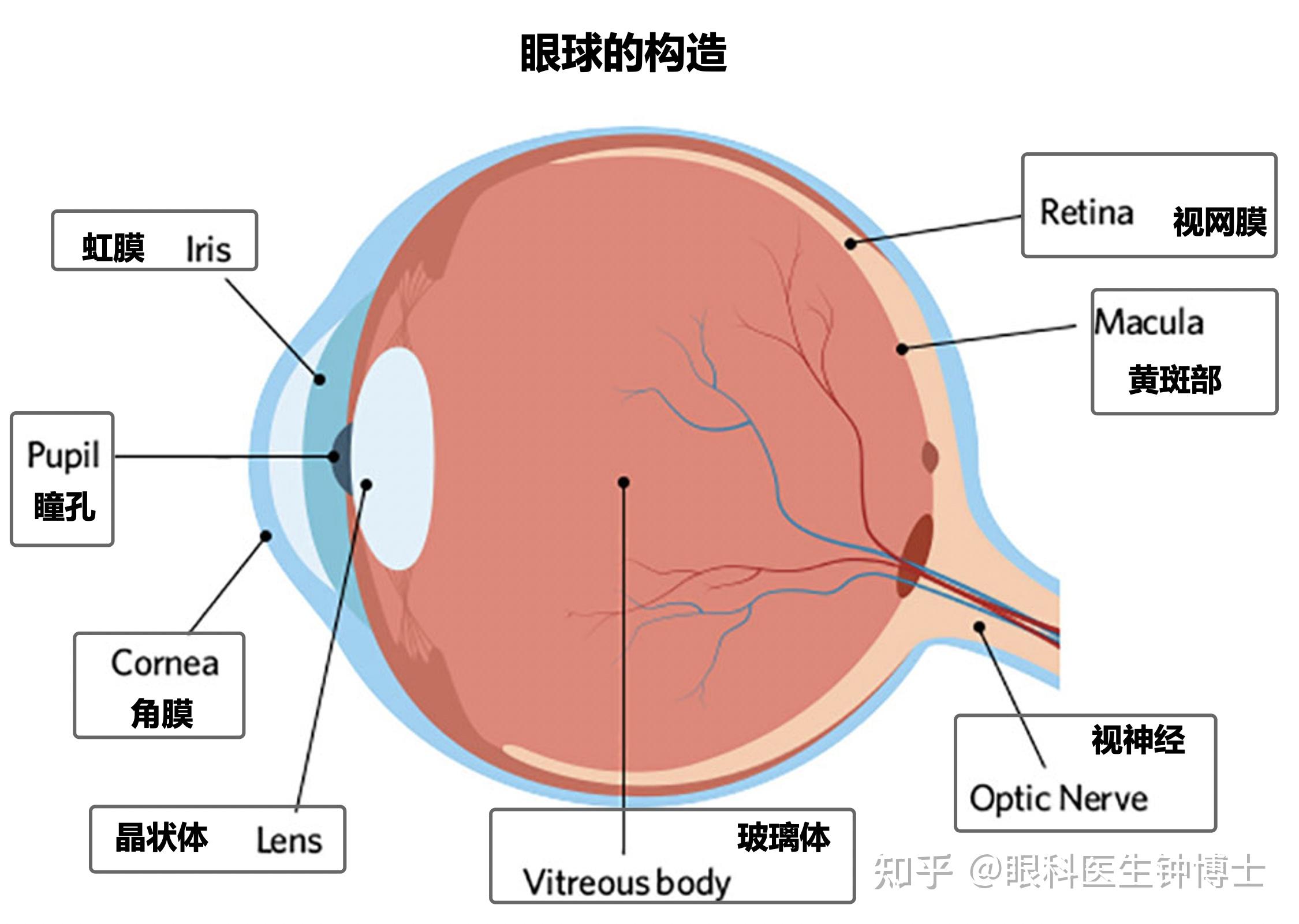 眼球的基本结构图片