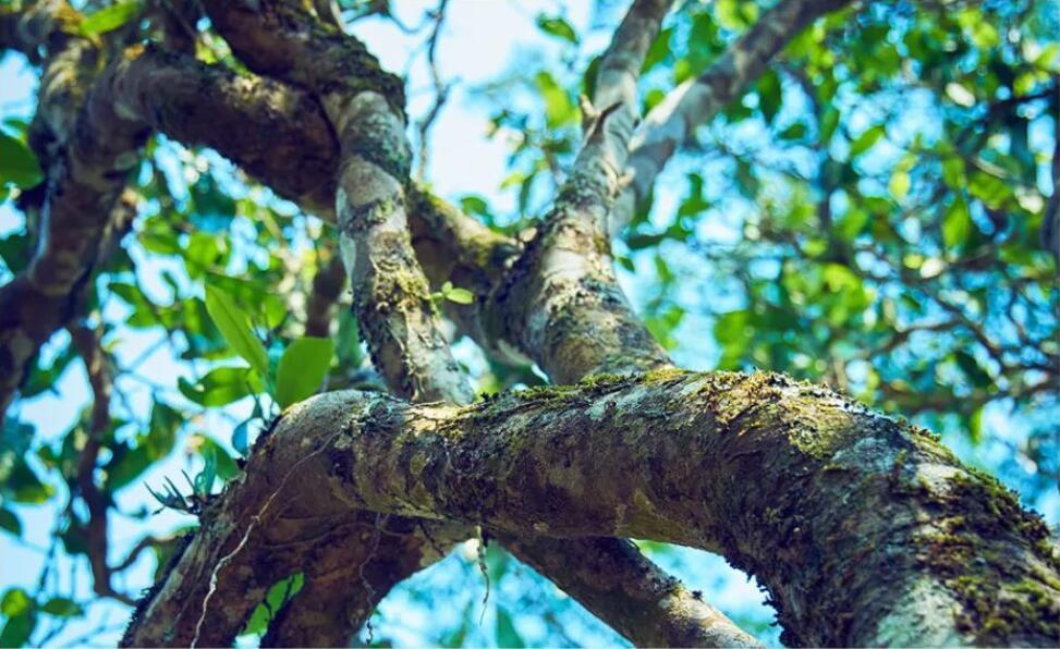 探访古茶园寻找千年古茶树韵味