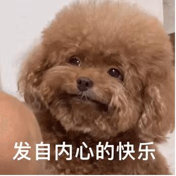 告诉你一个秘密：养狗，最好养贵宾犬