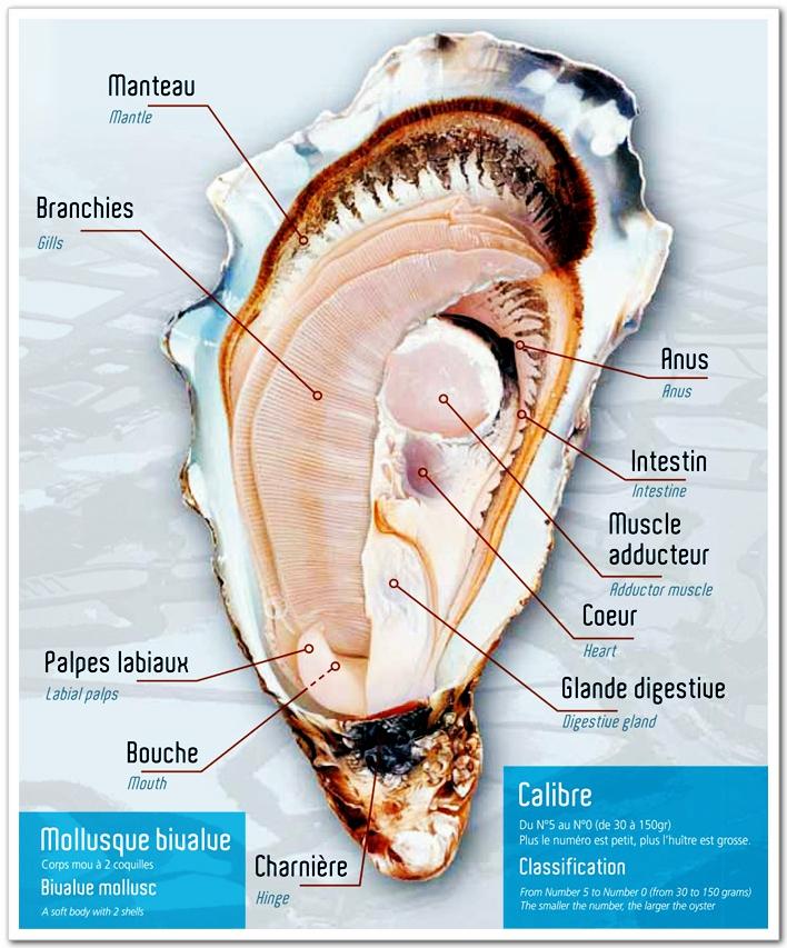 oyster·world 带你认识法国奥莱龙生蚝