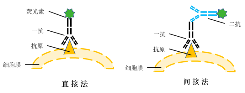 免疫荧光原理图片