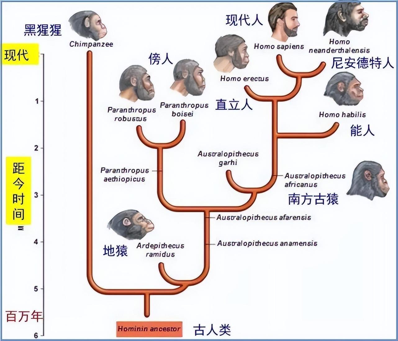 人猿进化图说明什么图片