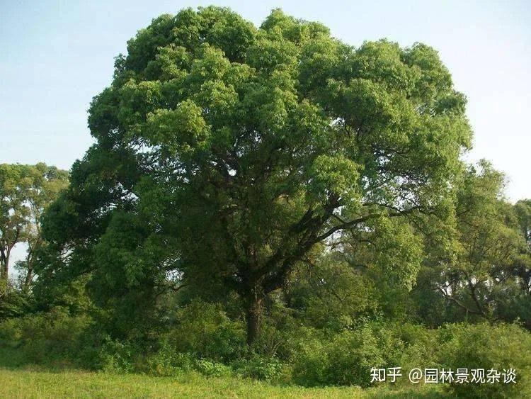 20种适宜种植在院子里的植物 - 知乎