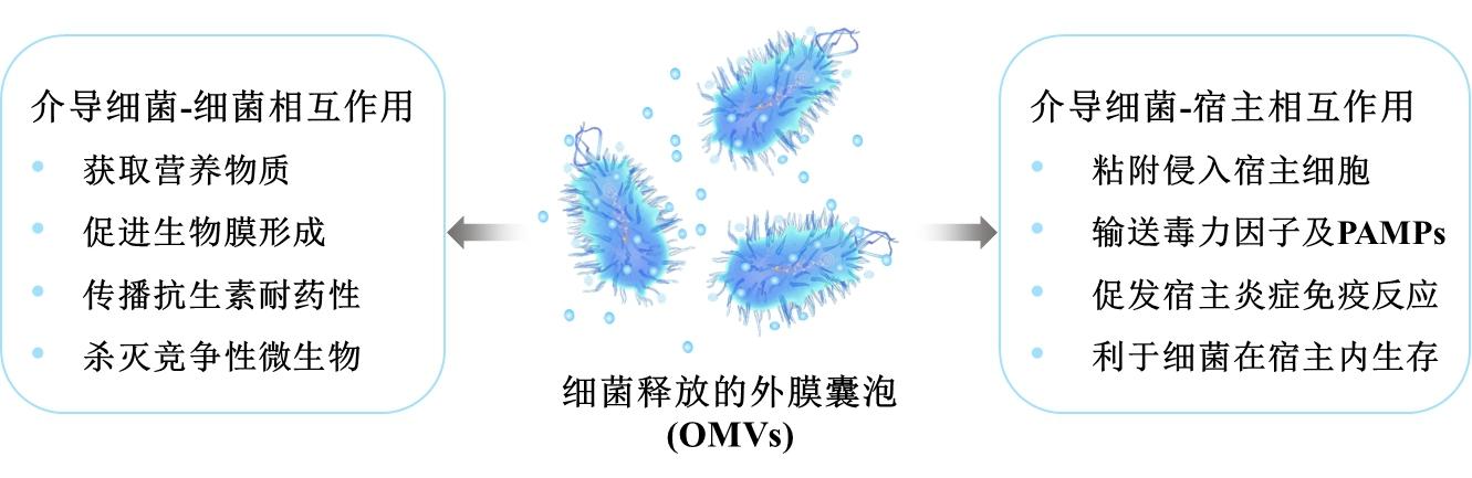 防控脓毒症要瞄准细菌的武器外膜囊泡