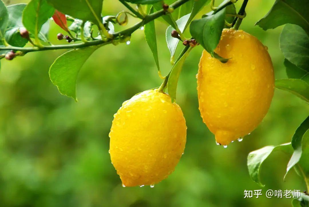 鸡尾酒爆冷装逼小知识：别再把“青柠”当“柠檬”了！ - 知乎