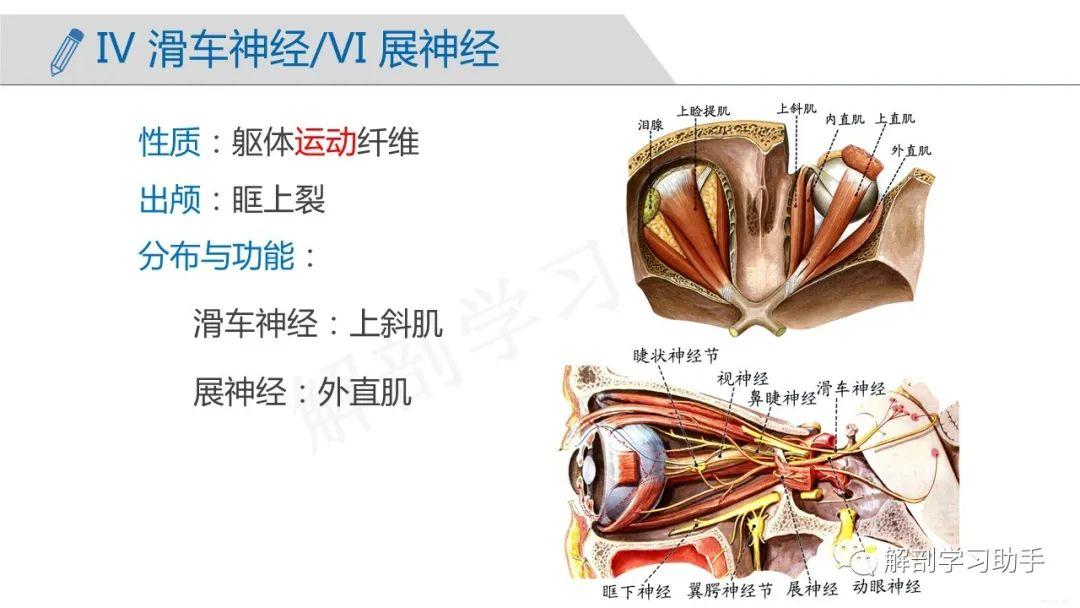 人体解剖学课件——周围神经系统-脑神经 - 知乎