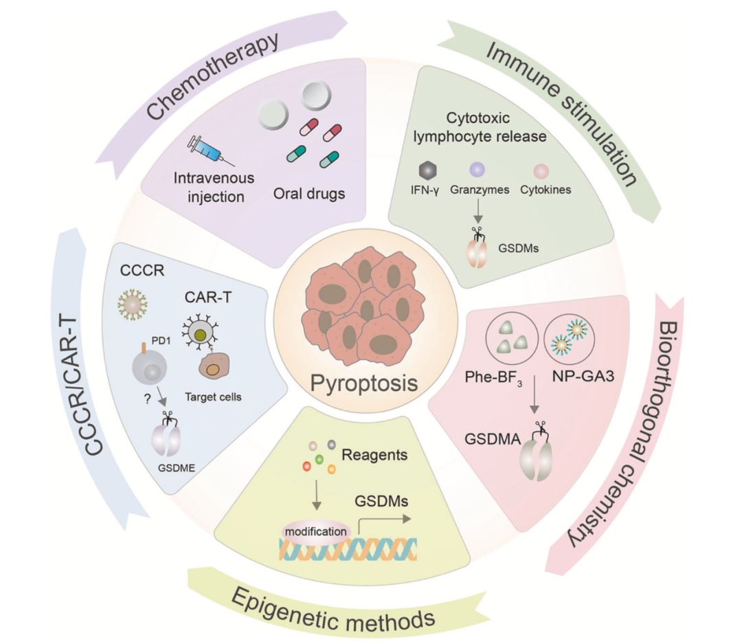 Pyroatric Cell Cell Mol Immunol 丨 细胞焦亡在炎症和癌症中的作用 - 知乎