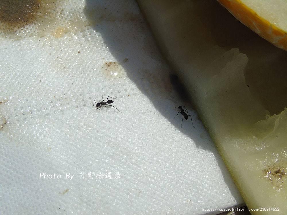 磴口华莱士它只是新疆最普通的黄蛋子