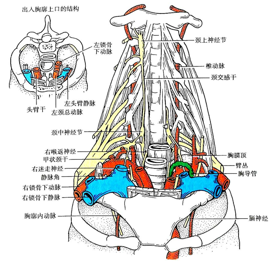 局部解剖学——颈部(胸锁乳突肌区及颈根部) - 知乎