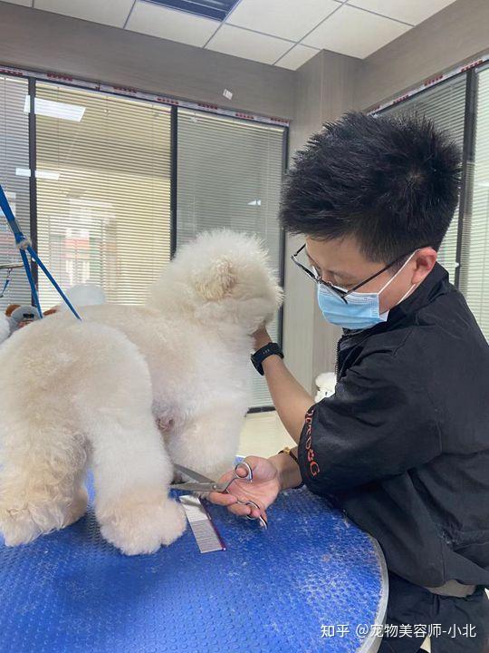 如何去学宠物美容培华体会- 华体会体育- 华体会体育官网训呢