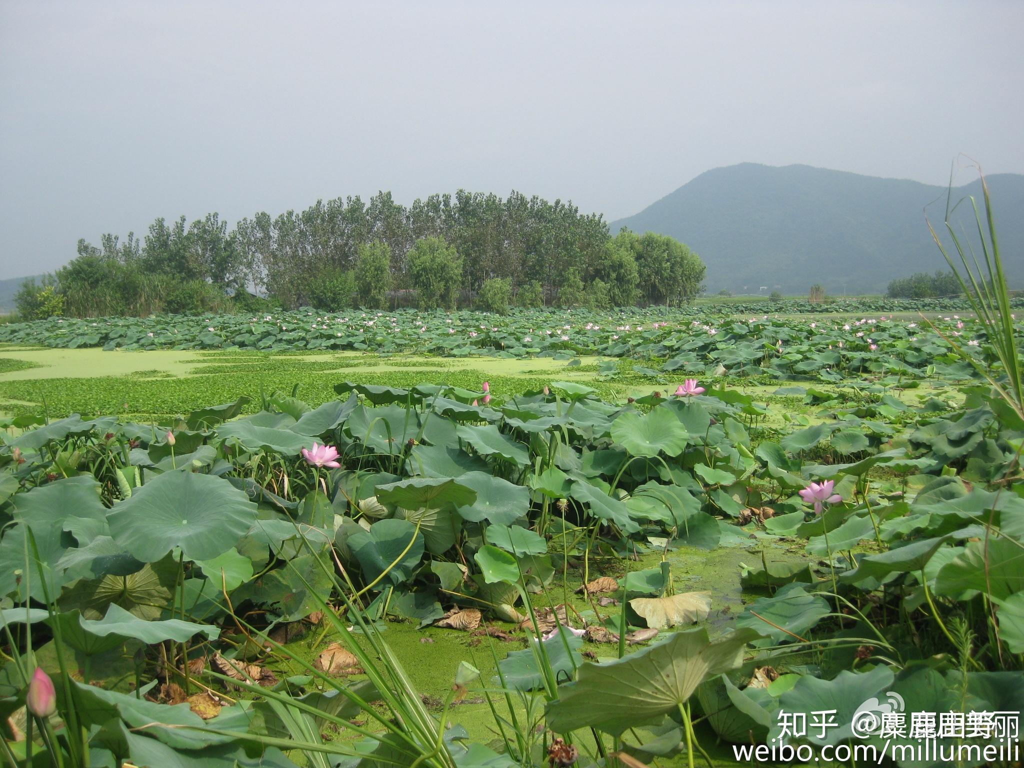 《夏季走过湖泊2014》(第十七篇 白洋湖)