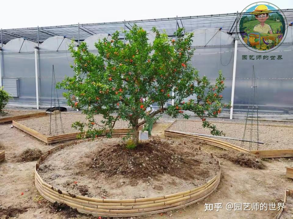 食用景观花园造园记系列(6)——食用景观植物栽植 - 知乎
