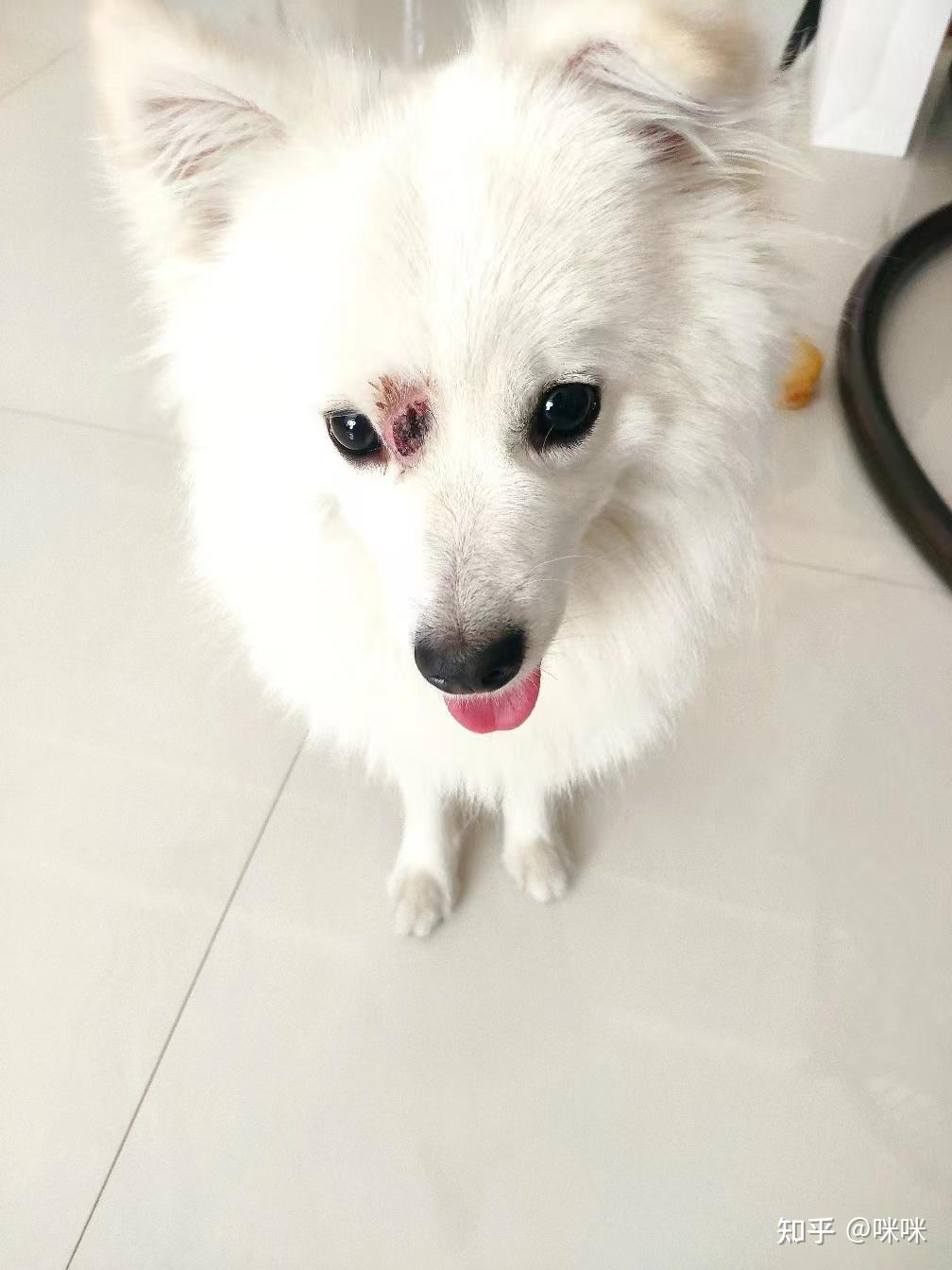 狗狗脸上真菌感染太严重红肿流脓怎么办