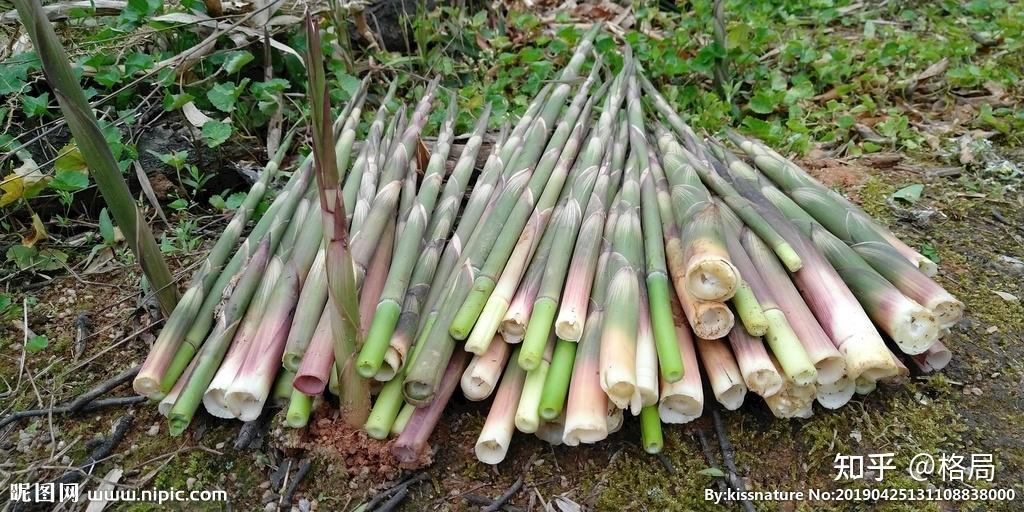 美味感觉就在一笋间