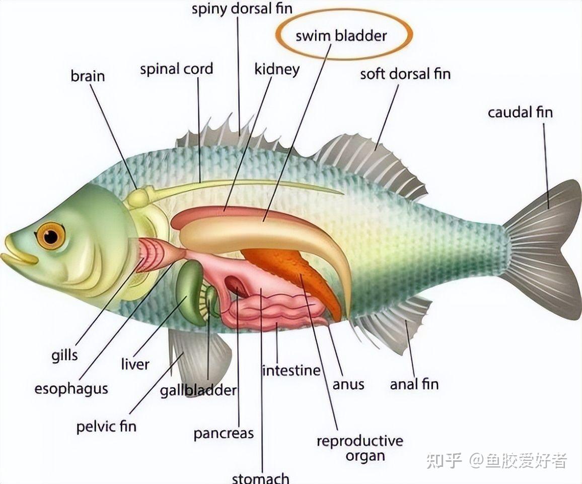 鱼胆位置图片图片