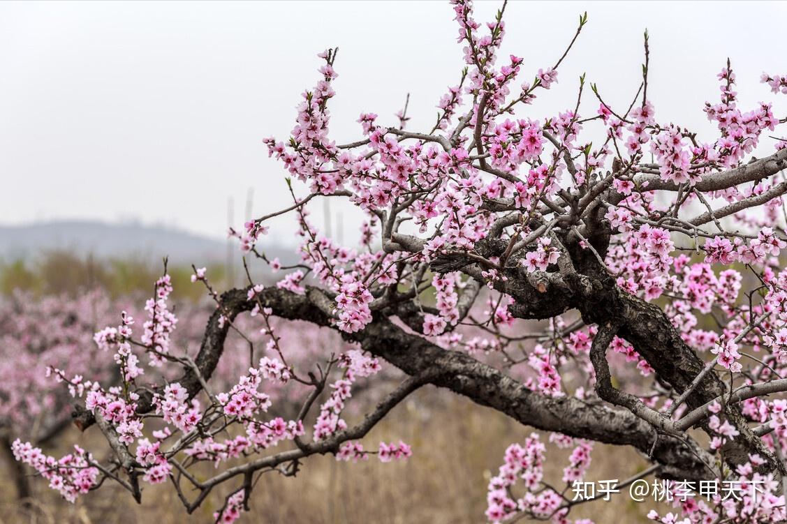 桃李甲天下果苗基地告訴你桃樹苗花期的管理技術