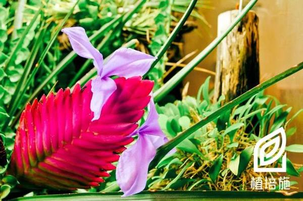 植培施 铁兰tillandsia Cyanea 温室花卉栽培手册 知乎