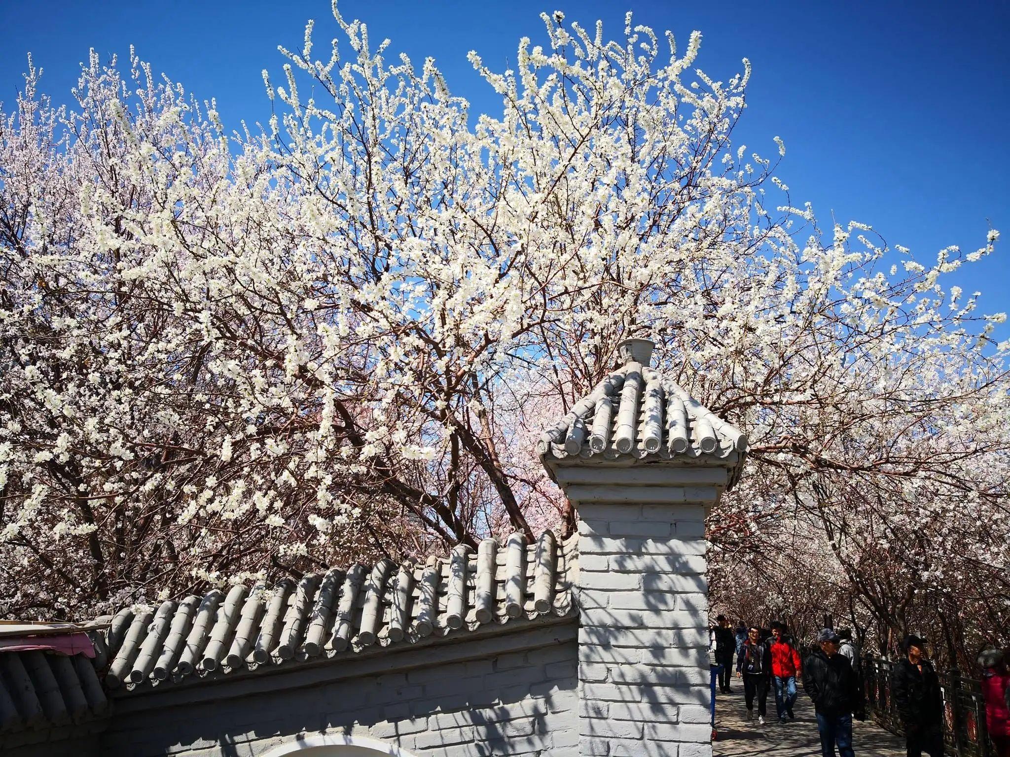 桃花堤天津图片