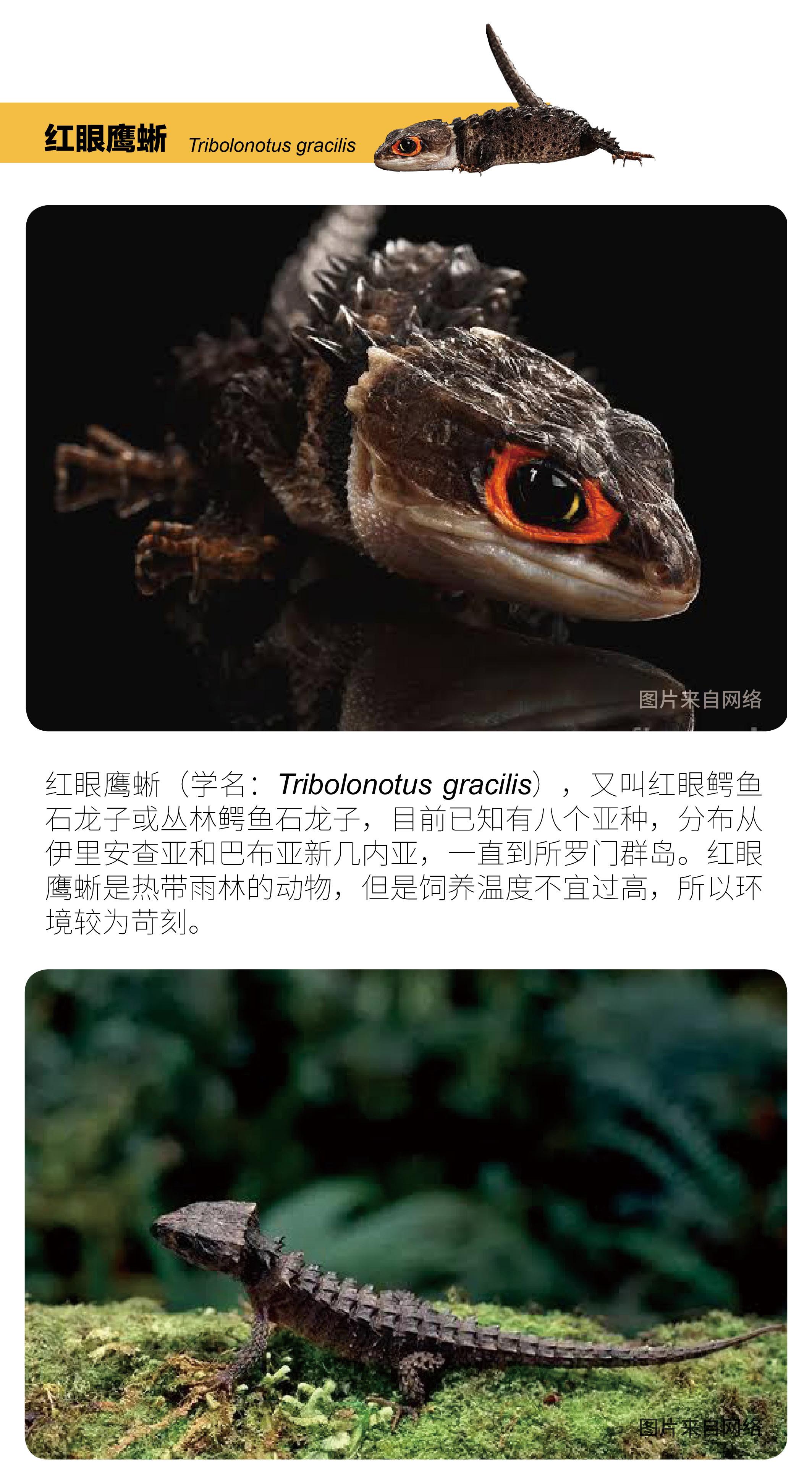 物种小谈┃红眼鹰蜥