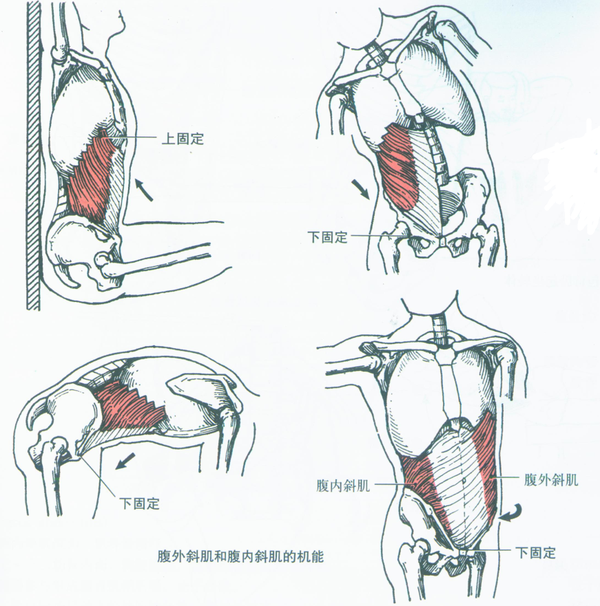 第003期認識你的肌肉之軀幹肌腹肌