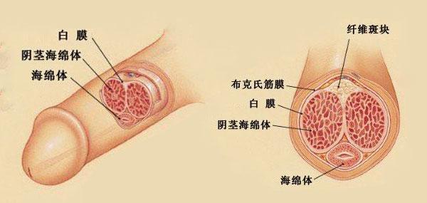 海绵体是啥图片