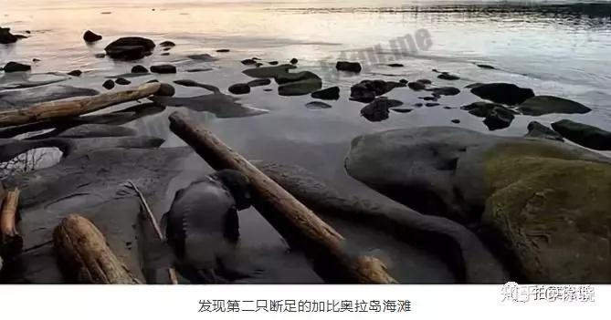 加拿大幽灵断脚案海滩莫名出现13只穿鞋的断脚残肢