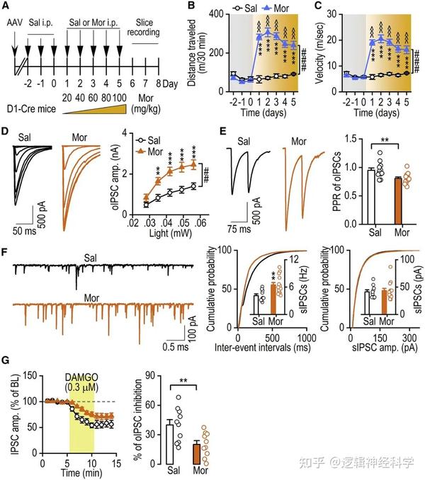 Cell Reports︱美国德州农工大学王军团队揭示纹状体m-阿片受体激活会触发直接通路GABA能可塑性并诱导负面情绪 - 知乎