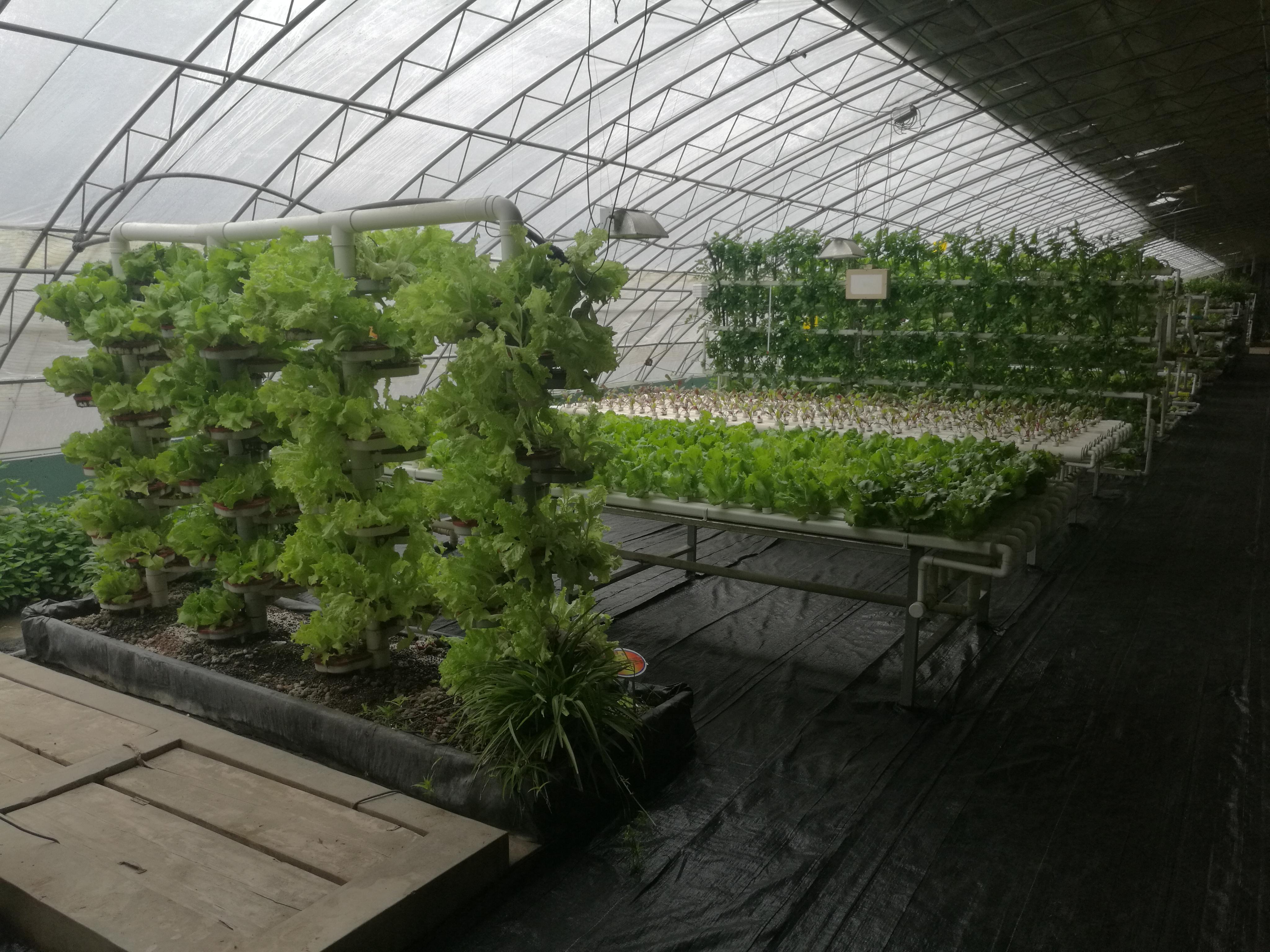 大棚种植温室有机蔬菜生菜高清摄影大图-千库网