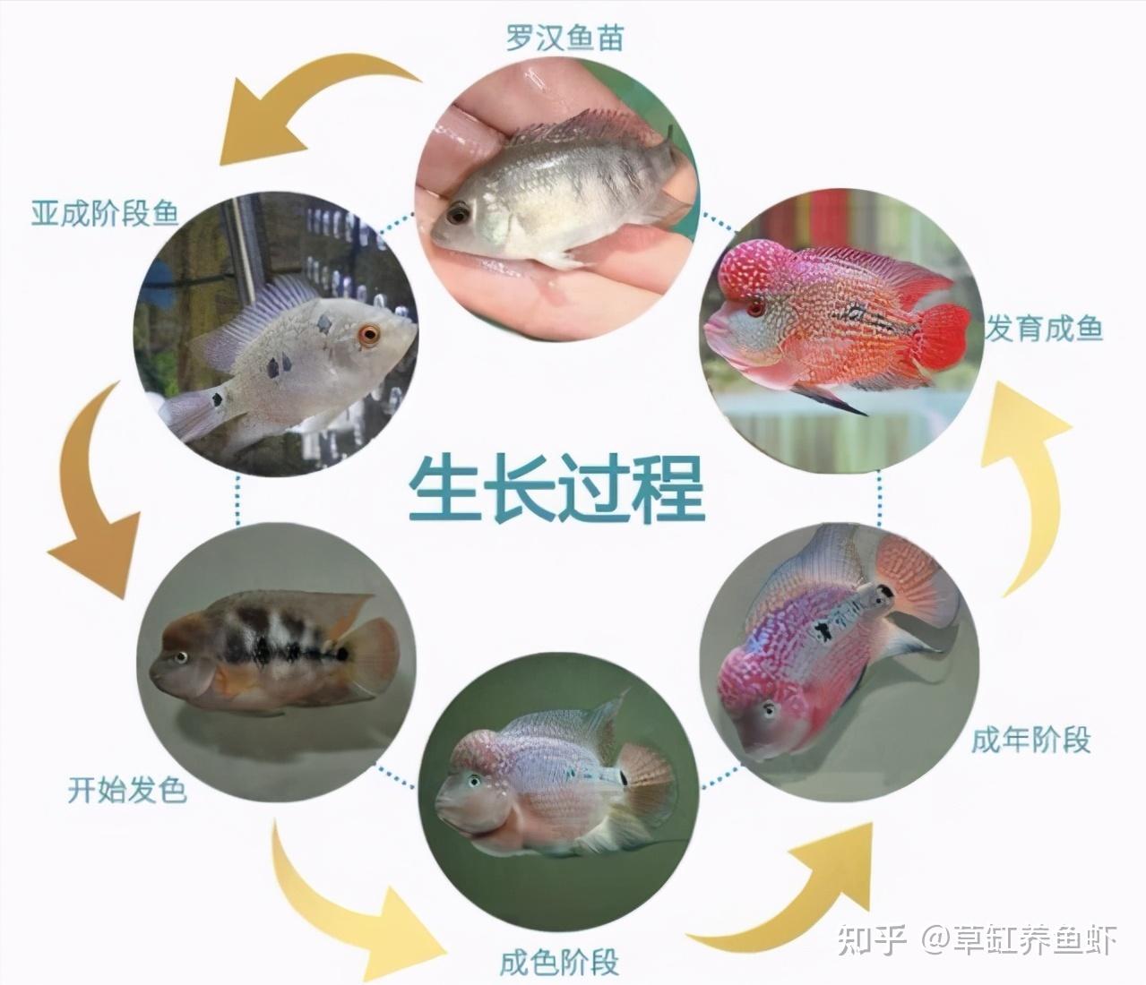 罗汉鱼怎么养 罗汉鱼的养殖方法（饲养罗汉鱼的注意事项 让罗汉鱼的起头的两种方法） | 说明书网
