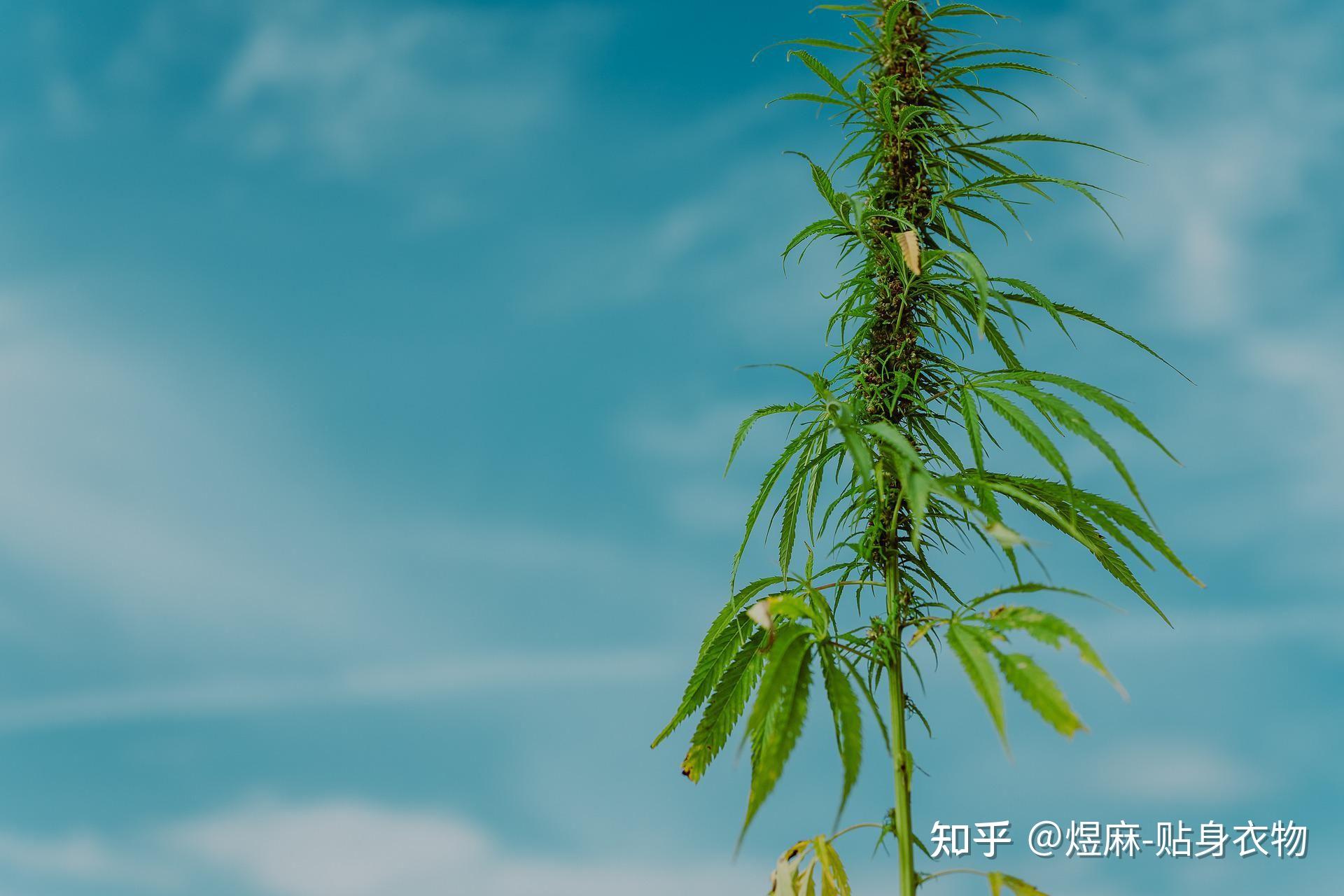 麻文化与“孺子牛”——煜麻使命观 - 知乎