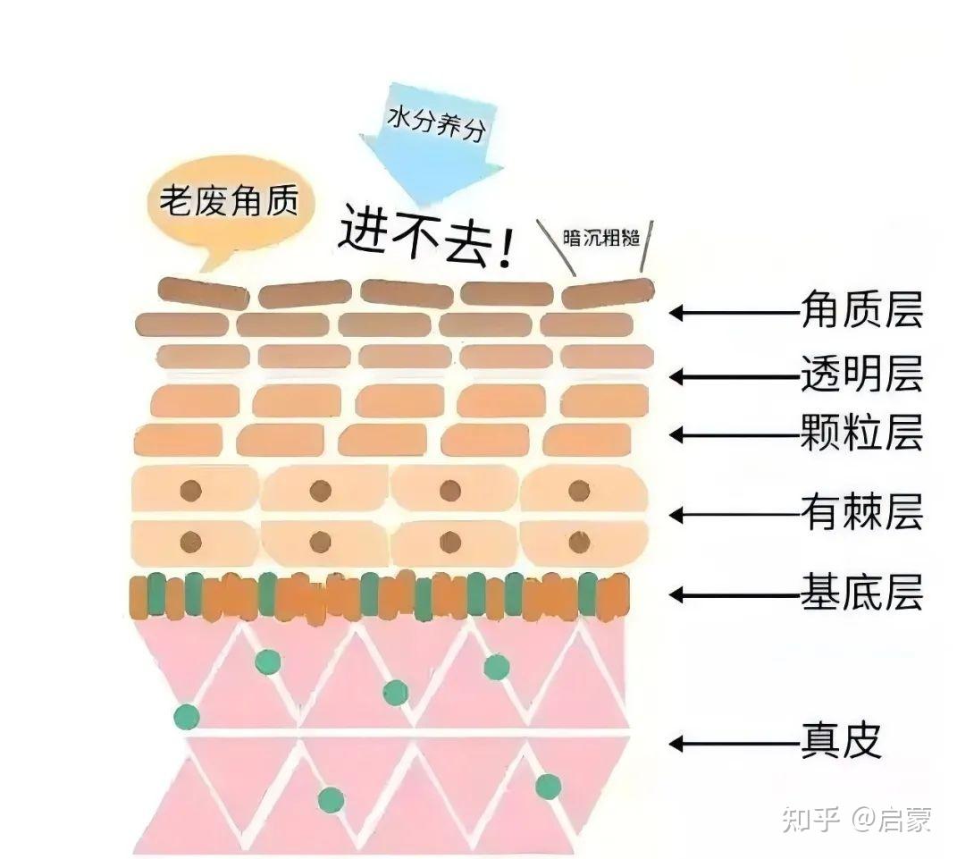 皮肤生理知识解析|表皮结构篇-角质层结构功能全解 - 知乎