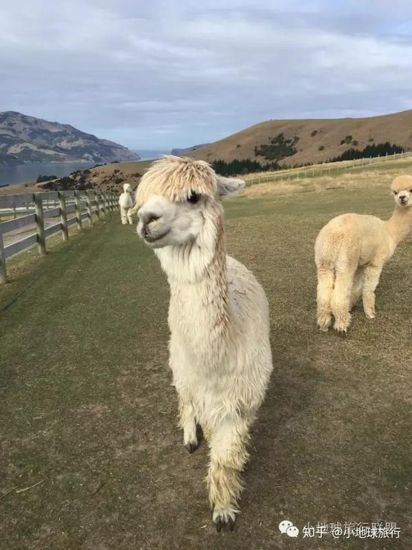 当看到几百头羊驼在碧蓝的奶湖边吃草,你泪汪汪的说:老子过得还不如