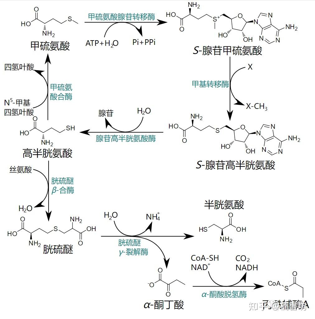 氨基酸结构式与分类 - 知乎