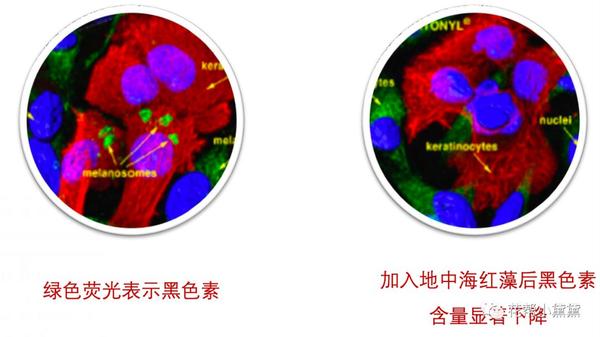 实验室数据也显示加入红藻6小时后,表皮细胞代谢明显提升