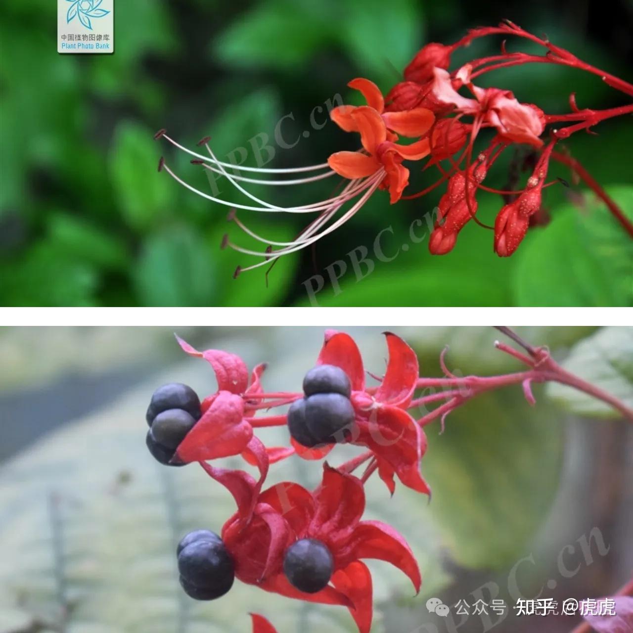 七宝花唐草宝寿文建水 七宝花唐草宝寿文建水