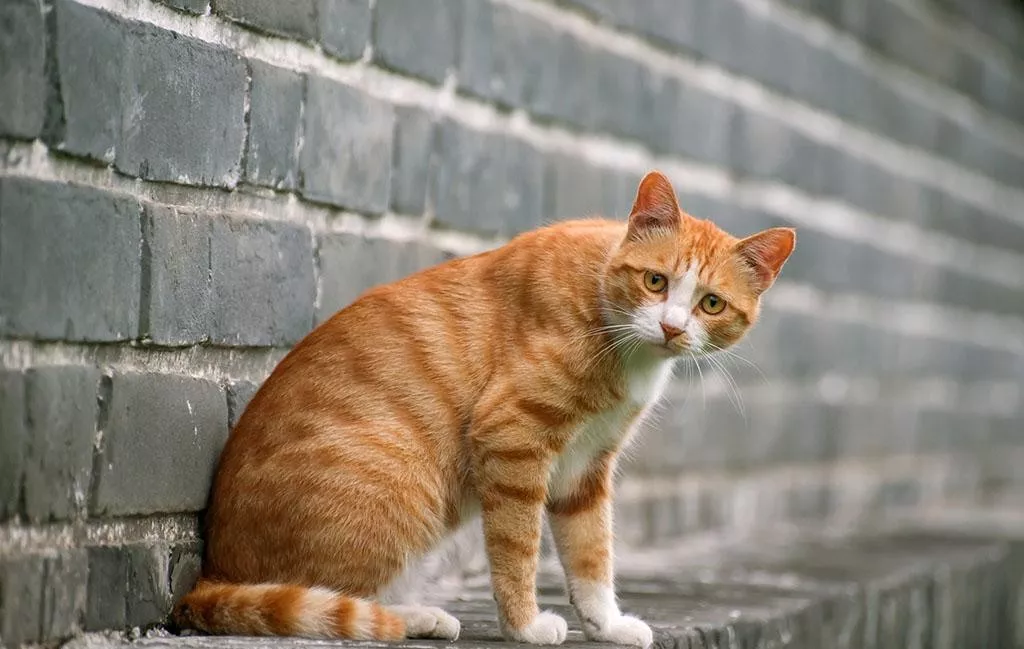 中国狸花猫,我国唯一曾通过CFA认证的猫种 中国的“土猫”并不土 部分中国狸花猫在国外的售价高达万元