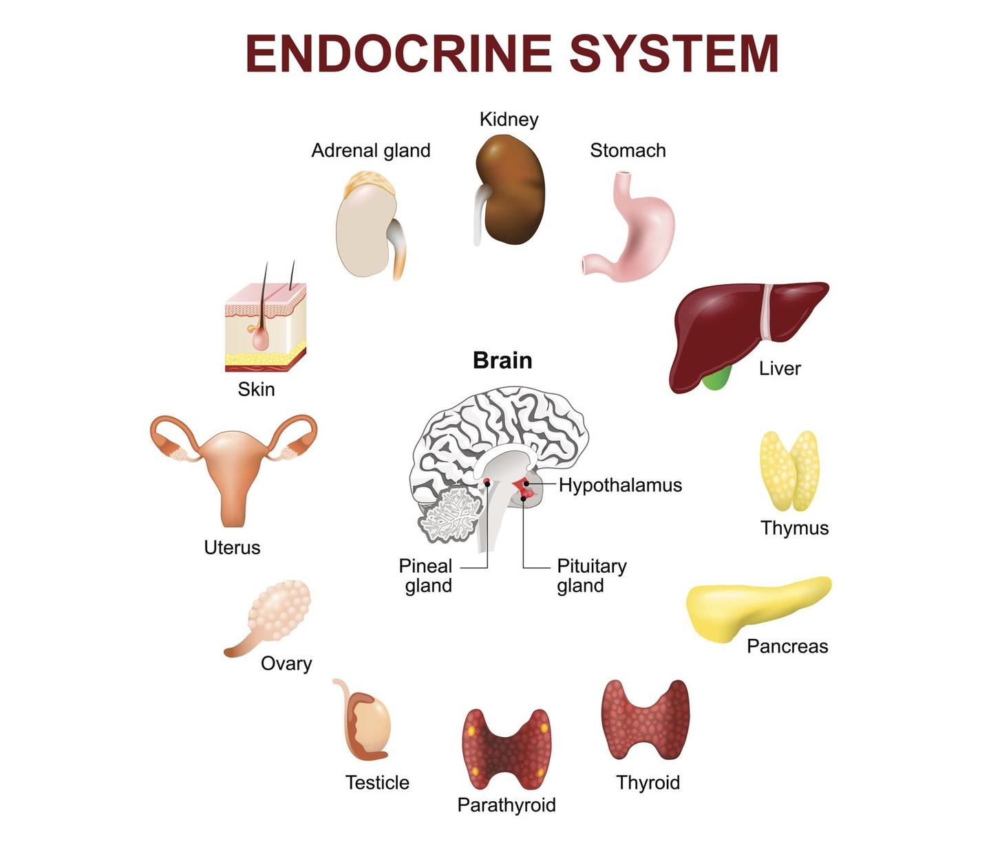 干细胞改善内分泌系统