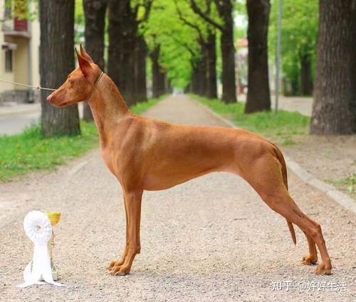“山东细犬”——落寞的华夏名狗,它才是真正的“哮天犬”!