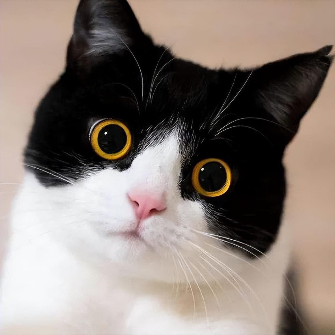 中华田园猫都有哪几种?